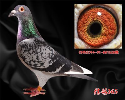 【实战种鸽】范德.佛拉斯詹森