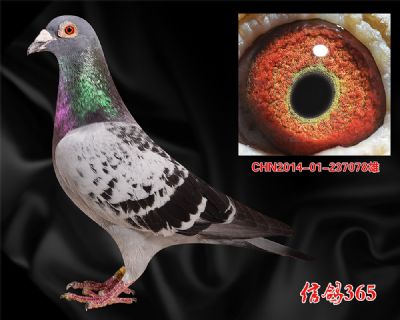 【传奇铭鸽】佛巴斯46 近亲种雄