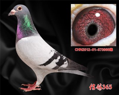 克拉克詹森【早熟 快速】实战金母