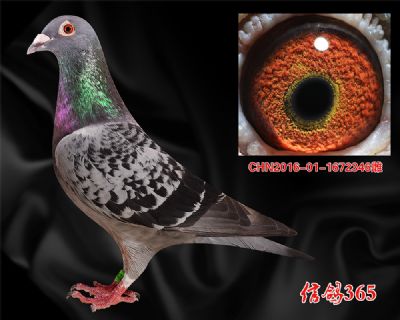 三关鸽王6名平辈【甘纳斯 总统号】特留种雌