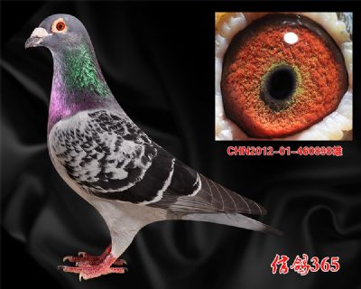 【三关6名父亲】甘纳斯总统号 种雄