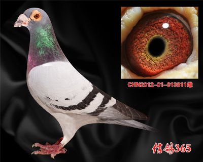 比利时波治先生【吉诺.克里克】实战种雄