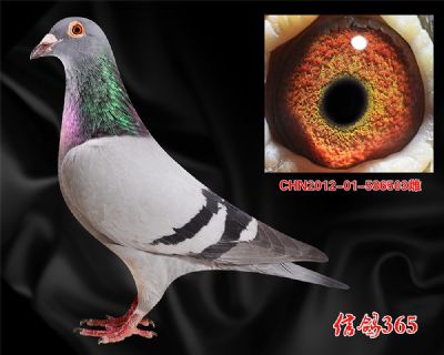 【四关实战品系】奶酪小子近血曾孙女