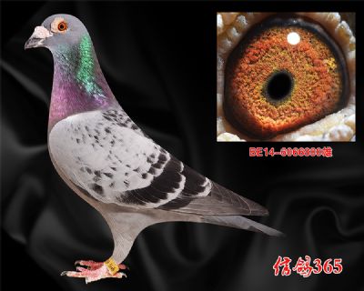 《原环》乔斯.乔森 世界超级种公帮家5代 马赛号外孙