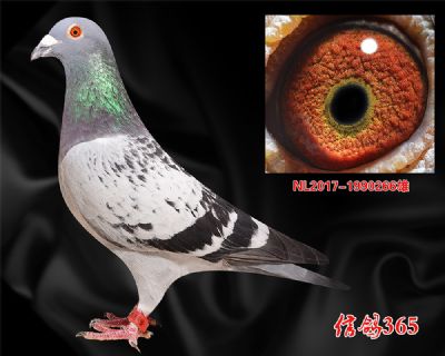《原环》荷兰—杨.艾斯克斯“顶级号”曾孙