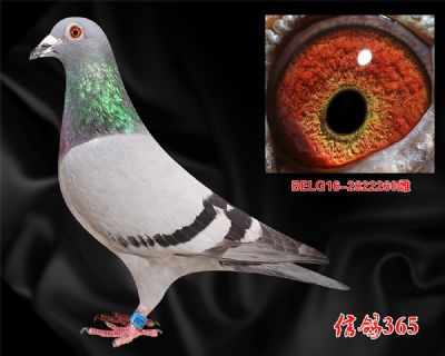 《原环》亚伯特.德瓦 戈马力波治号外孙女