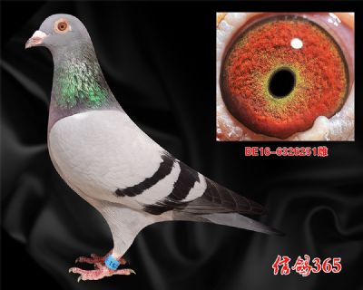 《推荐原环》利奥赫尔曼 雌