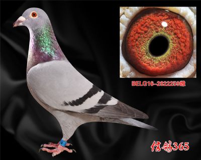 《原环》亚伯特.德瓦 飞戈曾孙女