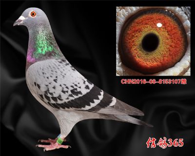 公棚决赛147名