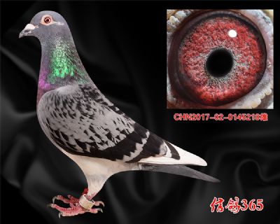 公棚决赛79名