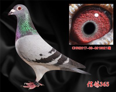 决赛22名,三关鸽王23名