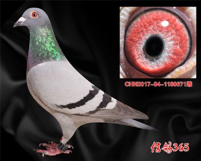 公棚决赛4名