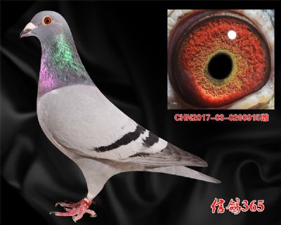 鸽王季军 决赛季军