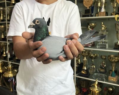 天体12-160846 雄 隆重“137”直孙-典藏等级雄