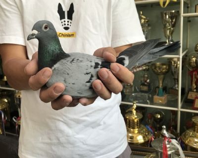 天体14-150810 雌 纯血利奥-好身段