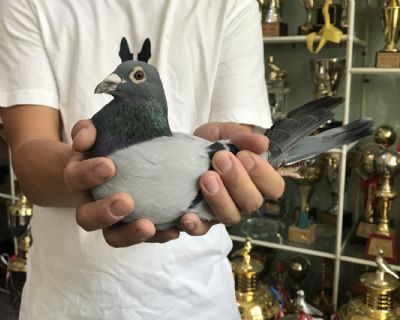 天体14-160617 雄 电脑-阿波罗 ;伟大兼容