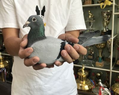天体15-0015623 雌 漂亮利奥-寻常人家难看到