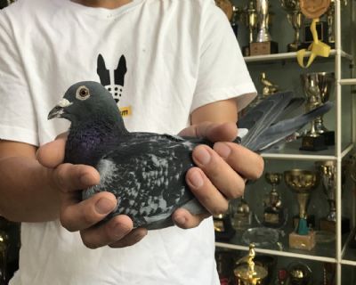 天体15-0015821 雄 天体也有这样会思考的.鸽子.