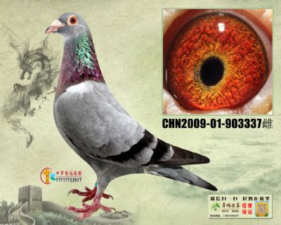 צ  ղɭ019  ʯ