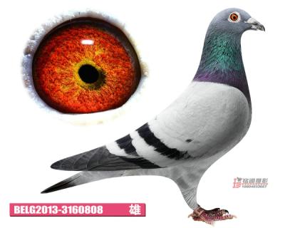 鿴ƷͼƬ