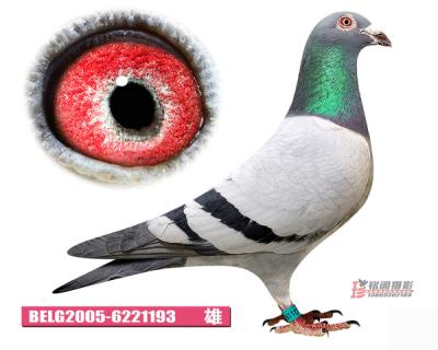 鿴ƷͼƬ