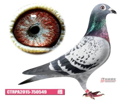 鿴ƷͼƬ