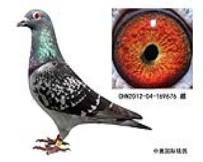 鿴ƷͼƬ