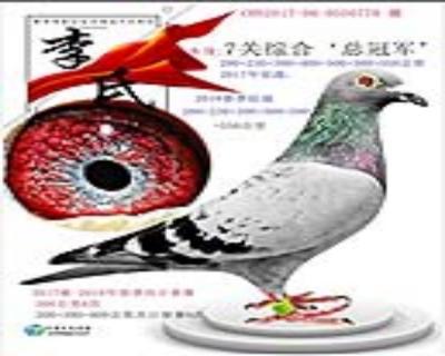 七关综合总冠军