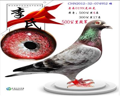 顶级019