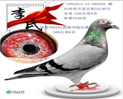 明月白羽号8名