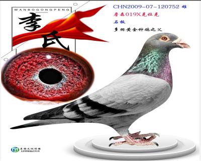 顶级019