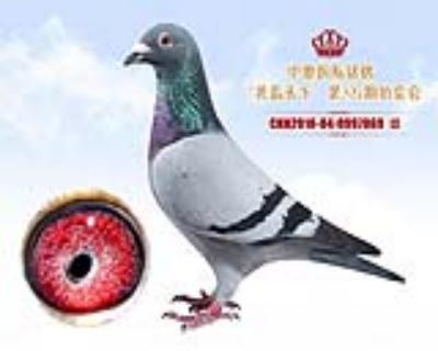 〖中奥国际铭鸽〗“共赢天下”0997869