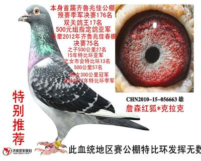 拍卖鸽1号