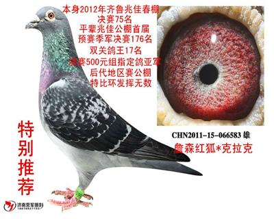拍卖鸽2号