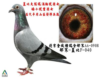 拍卖鸽3号