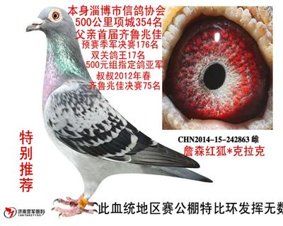拍卖鸽5号