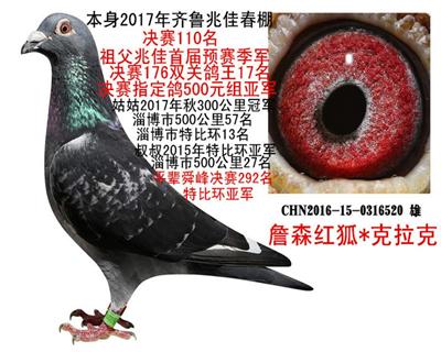 拍卖鸽6号