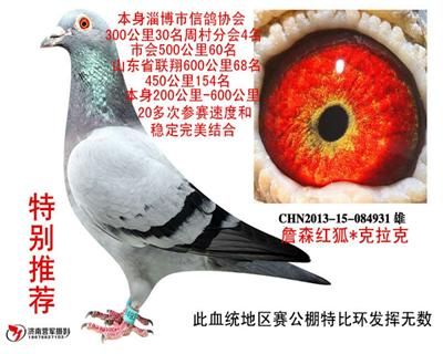 拍卖鸽8号