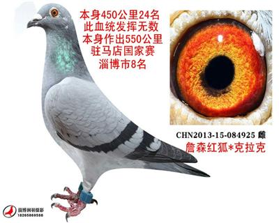 拍卖鸽10号