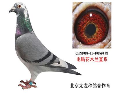 拍卖鸽11号