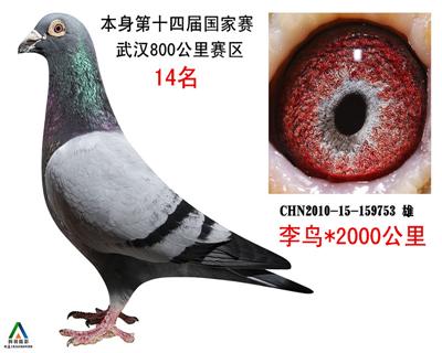 拍卖鸽12号