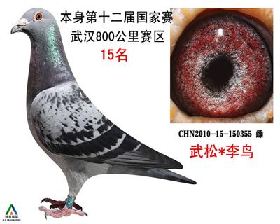 拍卖鸽13号