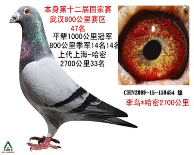 拍卖鸽14号