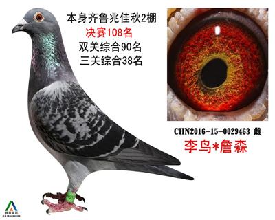 拍卖鸽15号