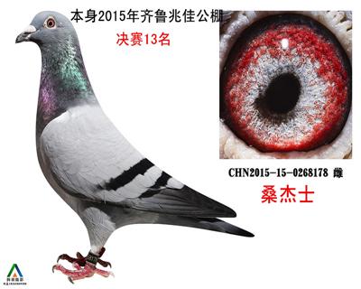 拍卖鸽16号