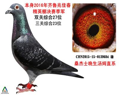 拍卖鸽17号