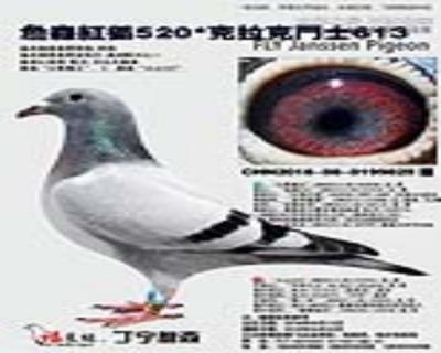 ղɭ520*˶ʿ613