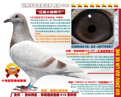 3万羽冠军近亲直子女“红狐小战神987”