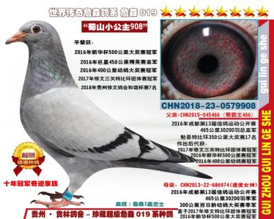 3万羽亚军X3万羽季军“蜀山小公主908”