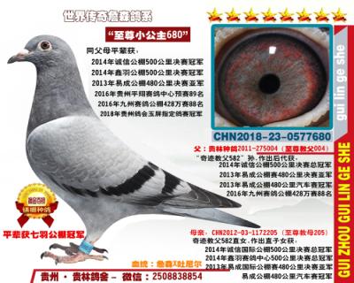 三羽公棚冠军全妹“至尊小公主680”